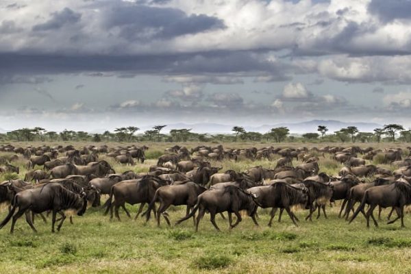 migrating wildebeest
