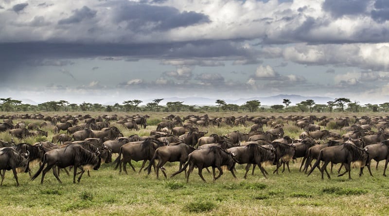 migrating wildebeest